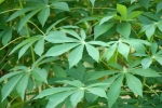 Tapioca plant
